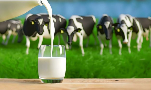 WellHealthOrganic Buffalo Milk Tag Benefits: A Comprehensive Guide